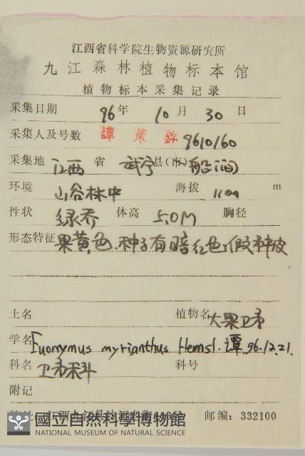 大果衛矛藏品圖，第2張