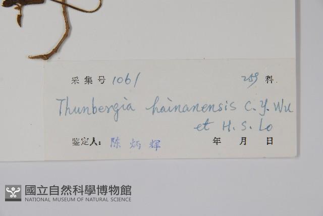 海南山牽牛藏品圖，第2張