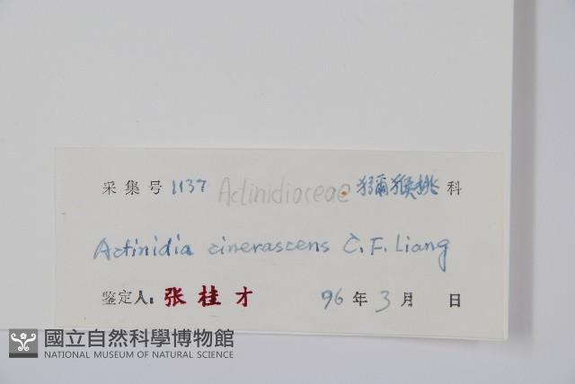 灰毛獼猴桃藏品圖，第2張