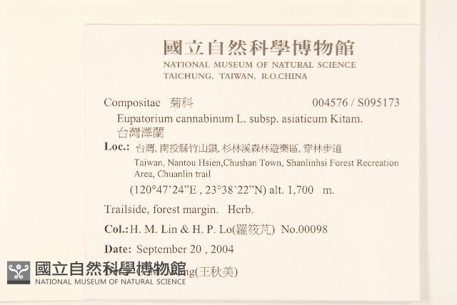 台灣澤蘭藏品圖，第2張