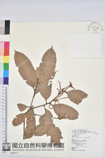 印度苦櫧藏品圖，第1張