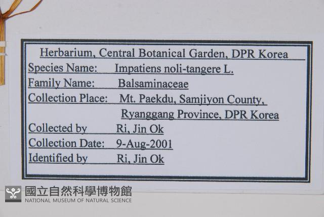 水金鳳藏品圖，第2張