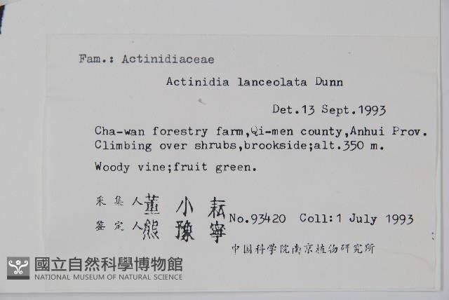 小葉獼猴桃藏品圖，第2張