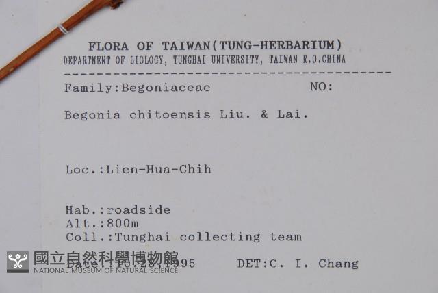 溪頭秋海棠藏品圖，第2張