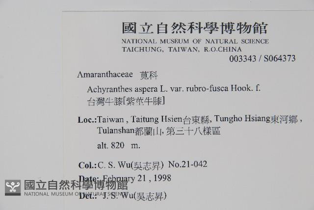 牛膝藏品圖，第2張