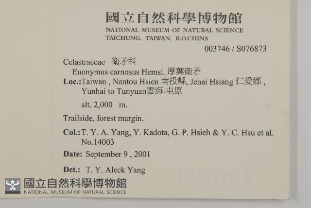 厚葉衛矛, 源一木藏品圖，第2張