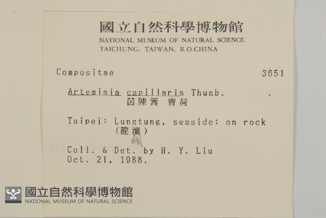 茵蔯蒿藏品圖，第2張