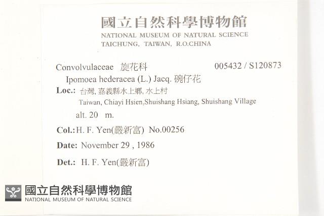 碗仔花藏品圖，第2張