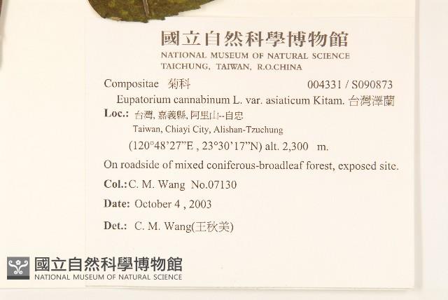 台灣澤蘭藏品圖，第2張