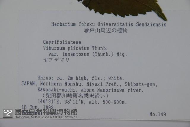 蝴蝶莢迷藏品圖，第2張