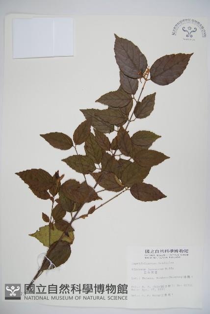 呂宋莢迷藏品圖，第1張