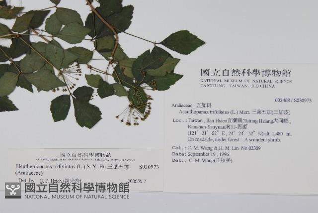 三葉五加藏品圖，第2張