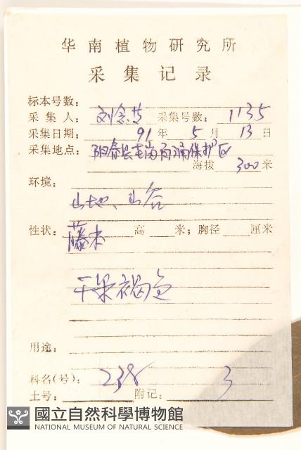 細脈斑鳩菊、毒根斑鳩菊藏品圖，第2張