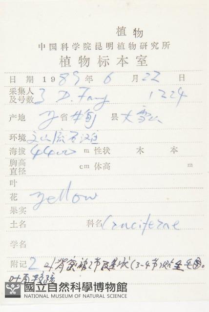 匍匐桂竹香藏品圖，第2張