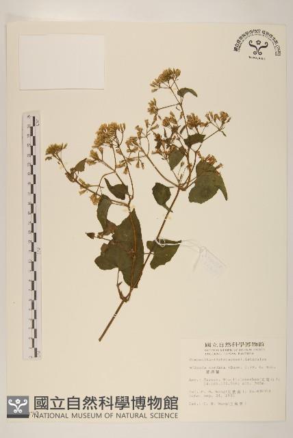 蔓澤蘭藏品圖，第1張