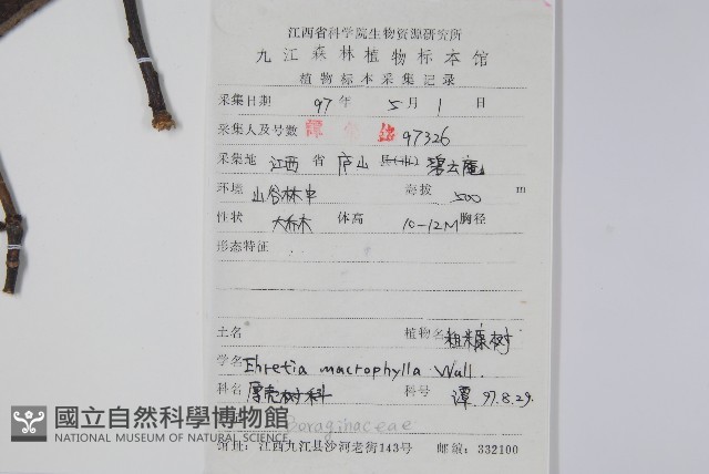 台灣狄氏厚殼樹、破布烏、粗糠樹藏品圖，第2張
