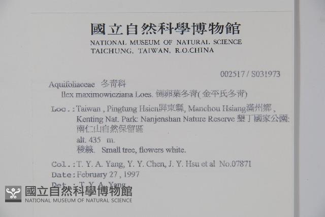 倒卵葉冬青、金平氏冬青藏品圖，第2張