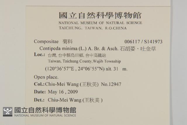 石胡荽、吐金草藏品圖，第2張