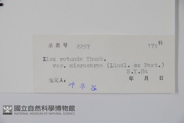 細果鐵冬青藏品圖，第2張