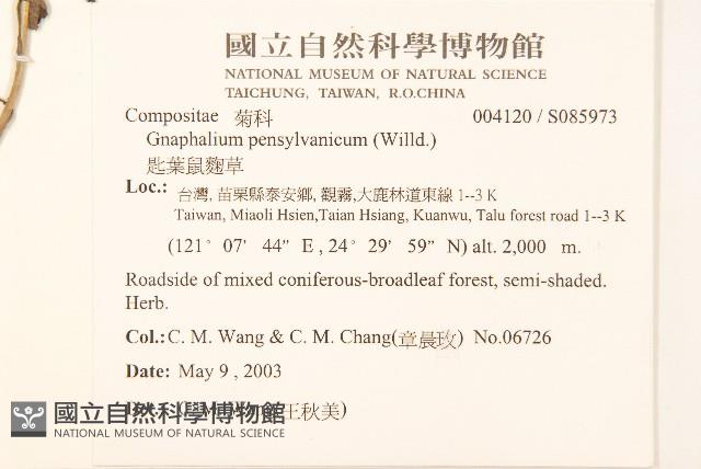 匙葉鼠麴草藏品圖，第2張