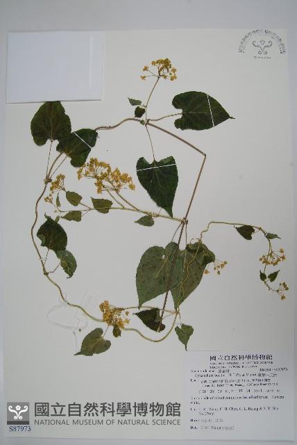 薄葉牛皮消藏品圖，第1張