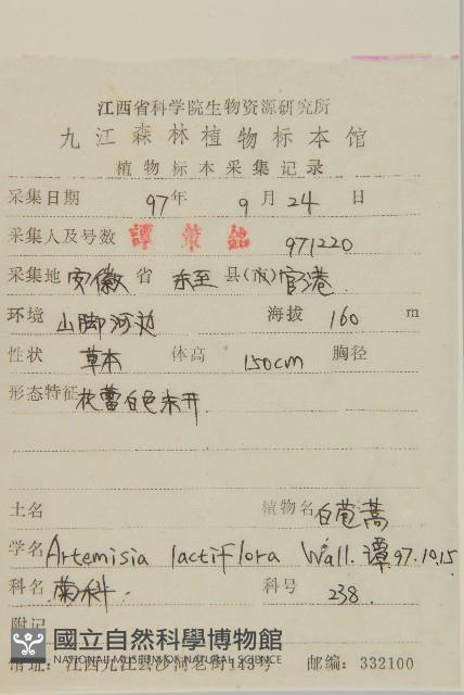 角菜、珍珠菜藏品圖，第2張