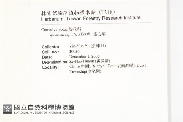 甕菜、空心菜藏品圖，第2張