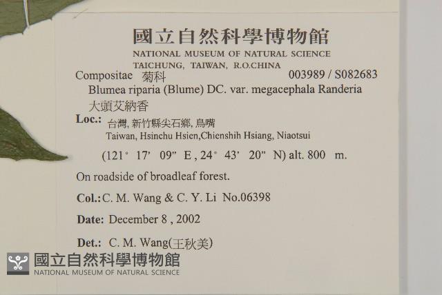 大頭艾納香藏品圖，第2張