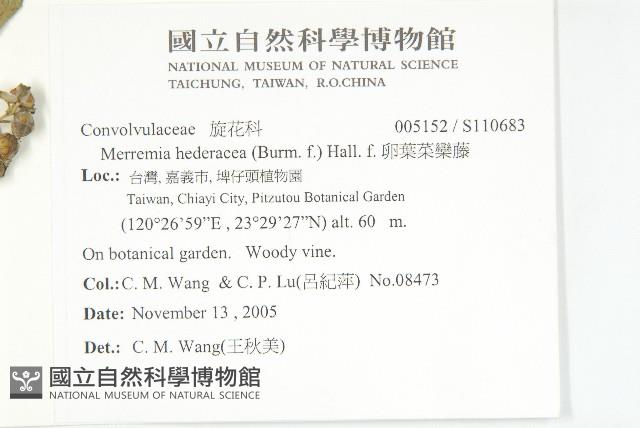 卵葉菜欒藤藏品圖，第2張