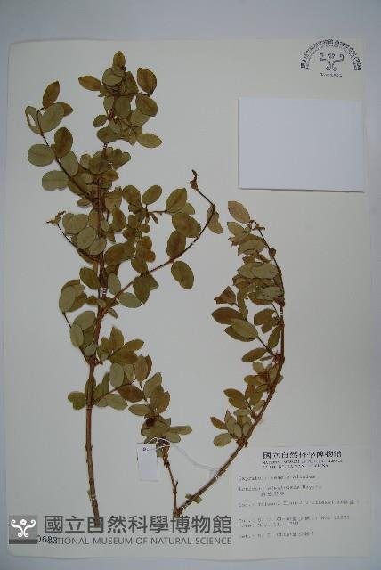 追分忍冬藏品圖，第3張