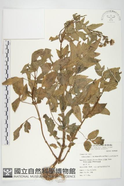 小白花鬼針藏品圖，第1張