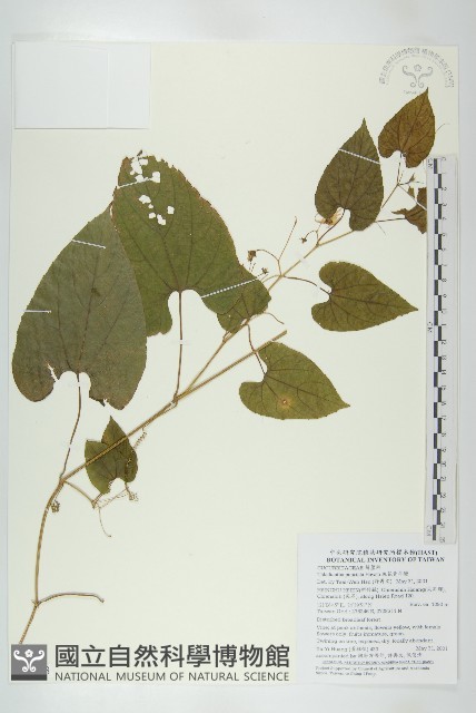斑花青牛膽藏品圖，第1張