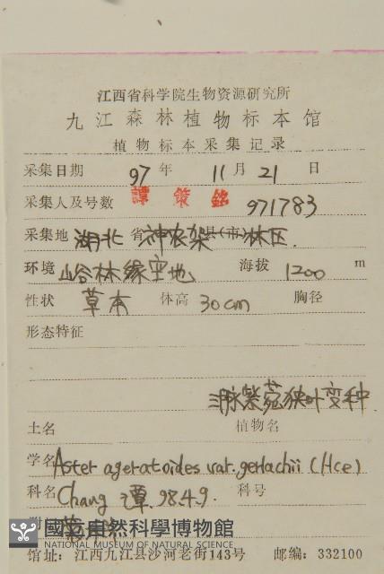 三脈紫菀狹葉變種藏品圖，第2張