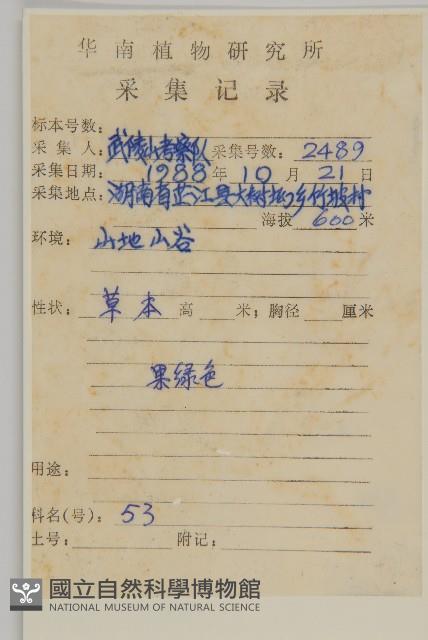 雀舌草藏品圖，第2張