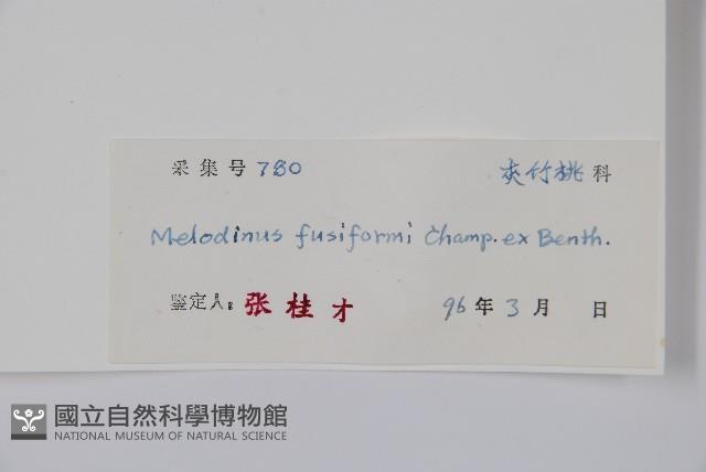 尖山橙藏品圖，第2張