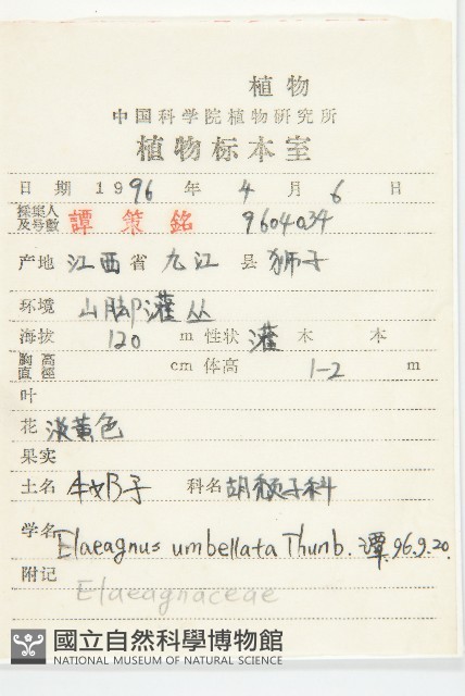 小葉胡頹子藏品圖，第2張