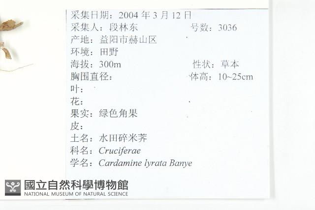 水田碎米薺藏品圖，第2張