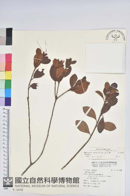 金毛杜鵑藏品圖，第1張