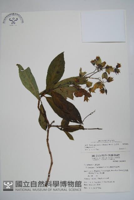 假酸漿藏品圖，第1張