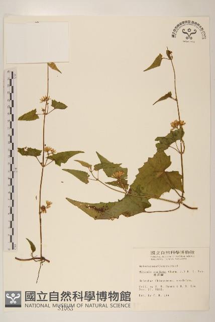 蔓澤蘭藏品圖，第1張