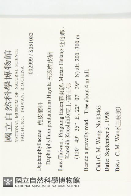 五蕊虎皮楠藏品圖，第2張