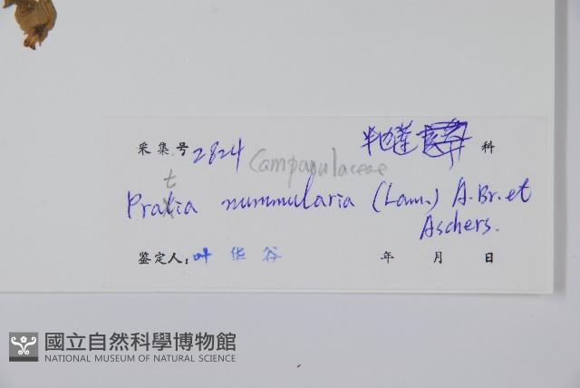 普剌特草藏品圖，第2張