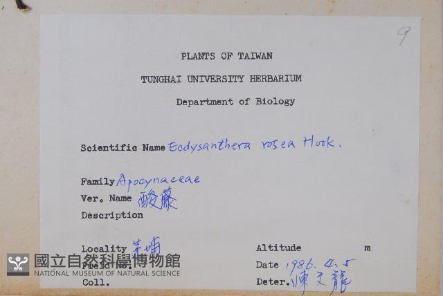 酸藤藏品圖，第2張