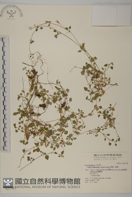 阿里山繁縷藏品圖，第1張