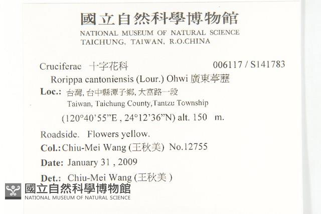 廣東葶藶藏品圖，第2張