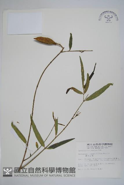 山橙藏品圖，第1張