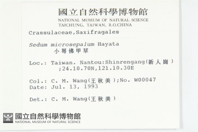 小萼佛甲草藏品圖，第2張