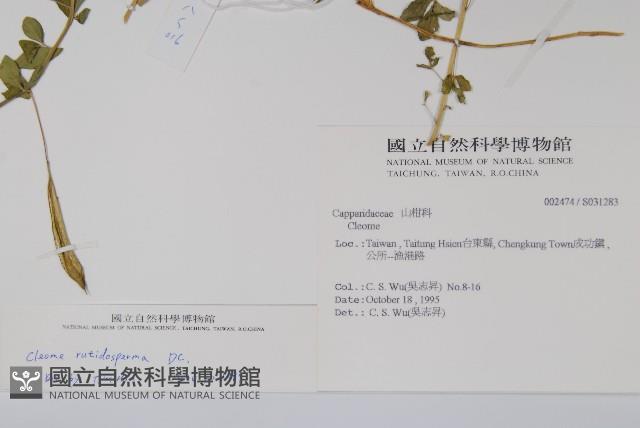 平伏莖白花菜、成功白花菜藏品圖，第2張