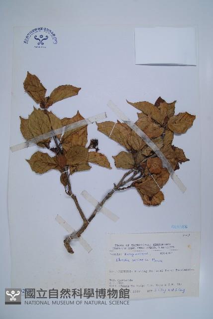 恆春厚殼樹藏品圖，第1張