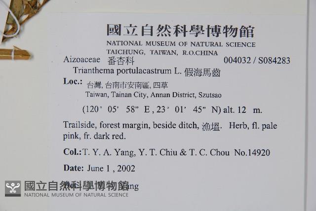 假海馬齒藏品圖，第2張